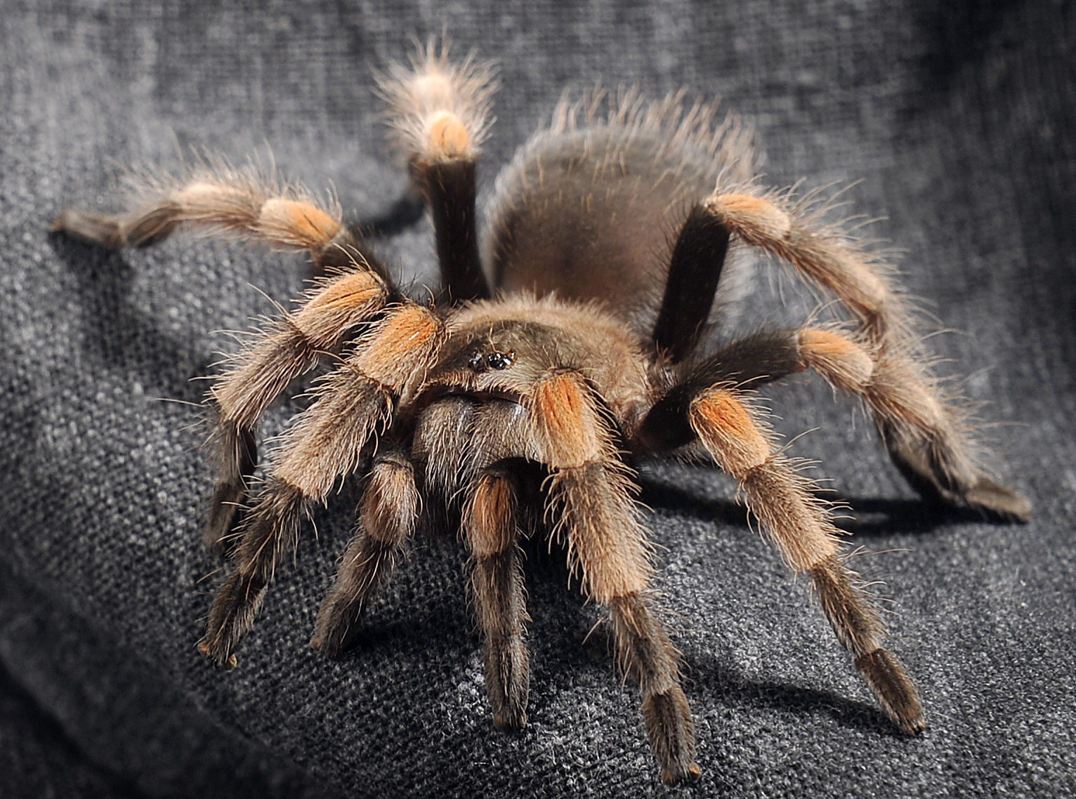 Mexican red-kneed tarantula